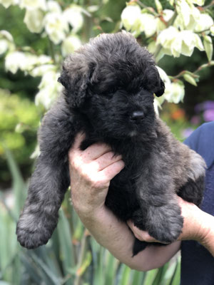 Käptn Balou (grau)