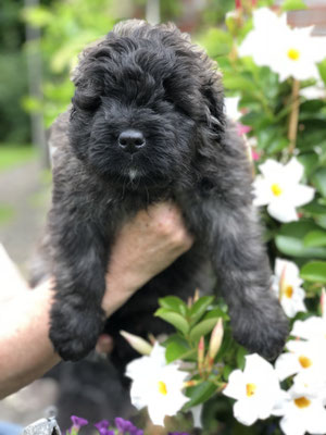 Prinzessin Lillifee (rosa): Quna von Quintenstein