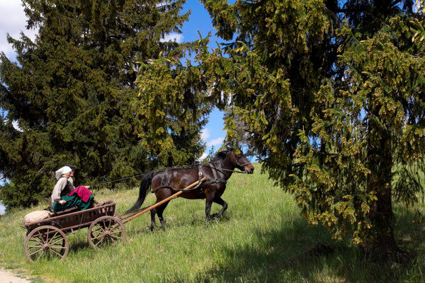 Į pavėsį pailsėti / Foto: Kristina Stalnionytė