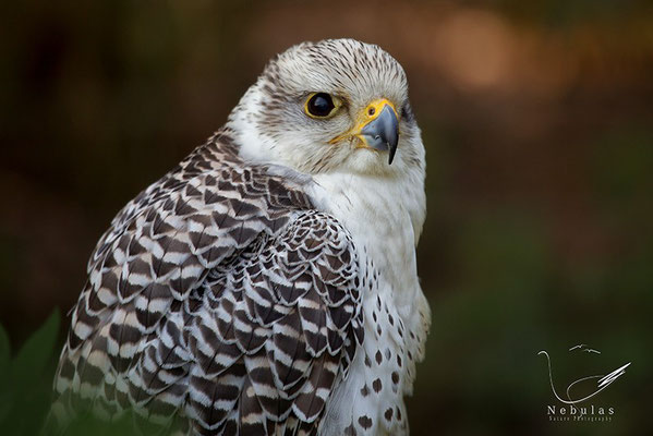 Gerfalke (Falco rusticolus) - Foto: MIchael Milfeit