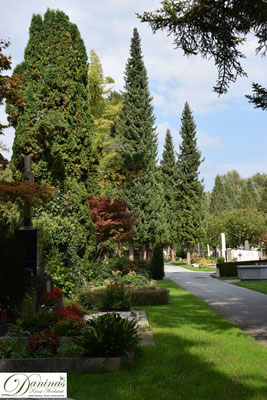 Wunderschöne alte Nadel- und Laubbäume am Salzburger Kommunalfriedhof vermitteln dem Besucher immer neue Eindrücke.