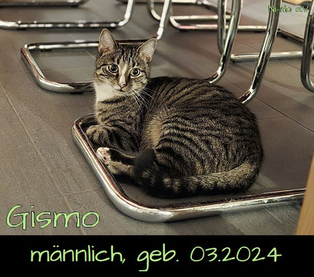 Gismo - schüchterner getigerter Kater in Rheine sucht ein Zuhause - Streunerhilfe Ni-Ni e.V.