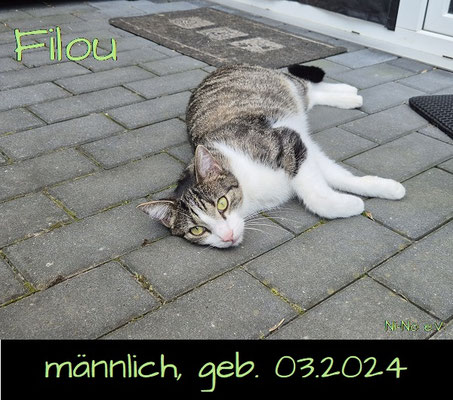 Filou - neugieriger weiß-getigerter Kater in Rheine sucht ein Zuhause - Streunerhilfe Ni-Ni e.V.