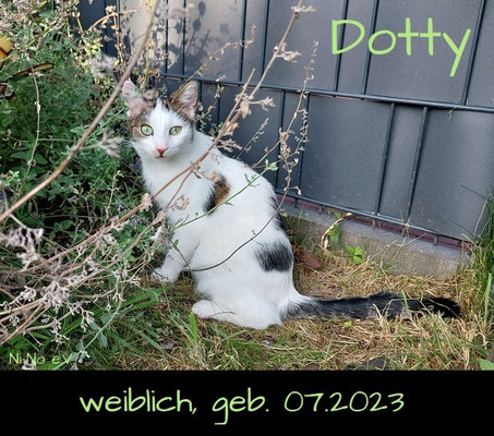 Dotty - hübsche weiß-getigerte Katze in Rheine sucht ein Zuhause - Streunerhilfe Ni-Ni e.V.