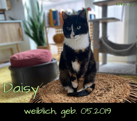 Daisy - FIV-positive, tolle Tricolo-Kätzin sucht ruhiges Zuhause
