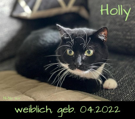 Holly - scheue schwarz-weiße Katze in Recke sucht verständnisvolles Zuhause