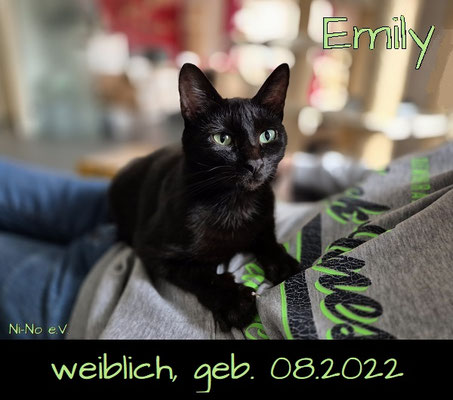 Emily - verschusste schwarze Katze in Rheine sucht ein Zuhause