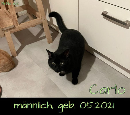 Carlo - noch zurückhaltender schwarzer Kater in Reche sucht ein Zuhause