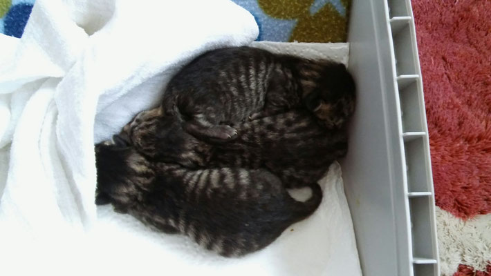 3 Waisenkitten aus Osnabrück