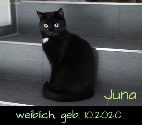 Juna - scheue schwarze Katze in Rheine sucht ein Zuhause - Streunerhilfe Ni-Ni e.V.