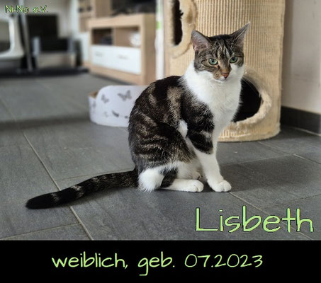 Lisbeth - hübsche weiß-getigerte Katze in Rheine sucht ein Zuhause - Streunerhilfe Ni-Ni e.V.