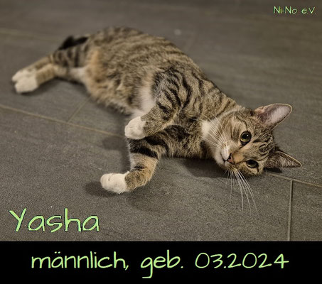 Yasha - aufgeweckter getigerter Kater in Rheine sucht ein Zuhause - Streunerhilfe Ni-Ni e.V.