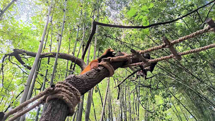 Un Red Panda al Panda Research base di Chengdu (photo by Gabriele Ferrando - LA MIA ASIA)
