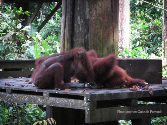 Orangutan Rehabilitation Centre in Sepilok (Photo by Gabriele Ferrando - LA MIA ASIA)