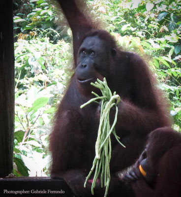 Orangutan Rehabilitation Centre in Sepilok (Photo by Gabriele Ferrando - LA MIA ASIA)