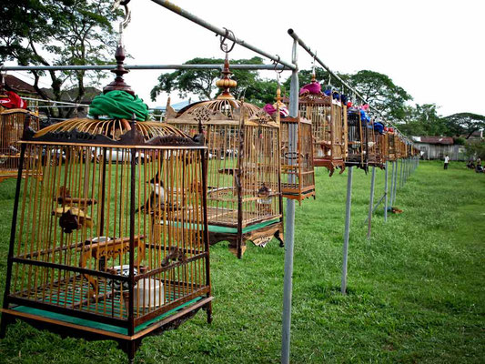 La gara di canto degli uccelli a Kota Bharu, Malesia (Photo by Gabriele Ferrando - LA MIA ASIA)