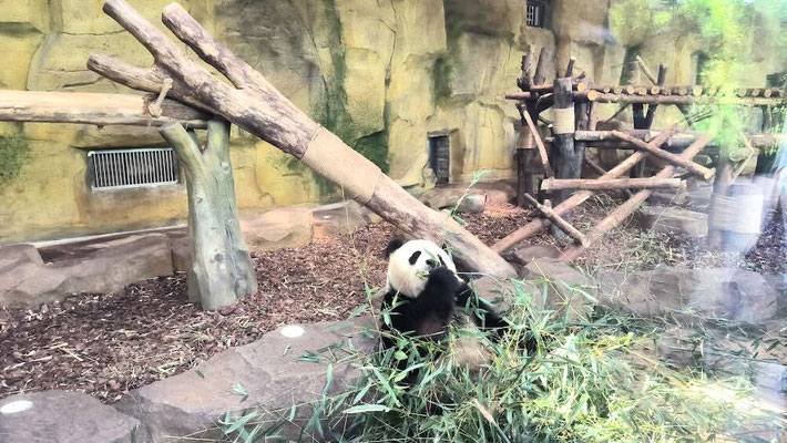 Un Panda Gigante che fa colazione al Panda Research base di Chengdu (photo by Gabriele Ferrando - LA MIA ASIA)