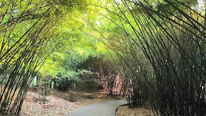 Corridoio di Bamboo al Panda Research base di Chengdu (photo by Gabriele Ferrando - LA MIA ASIA)