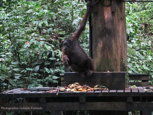 Orangutan Rehabilitation Centre in Sepilok (Photo by Gabriele Ferrando - LA MIA ASIA)