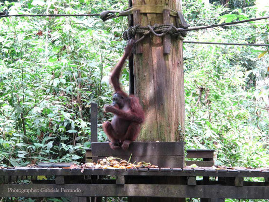 Orangutan Rehabilitation Centre in Sepilok (Photo by Gabriele Ferrando - LA MIA ASIA)