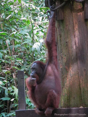 Orangutan Rehabilitation Centre in Sepilok (Photo by Gabriele Ferrando - LA MIA ASIA)