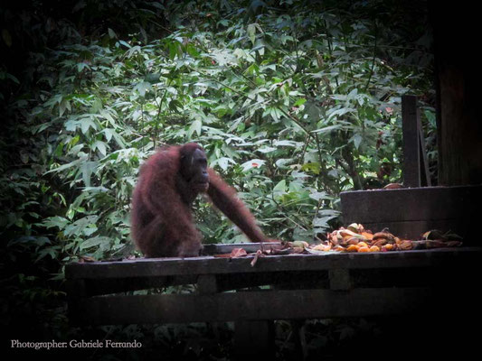 Orangutan Rehabilitation Centre in Sepilok (Photo by Gabriele Ferrando - LA MIA ASIA)