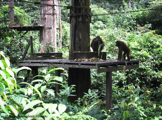 Orangutan Rehabilitation Centre in Sepilok (Photo by Gabriele Ferrando - LA MIA ASIA)