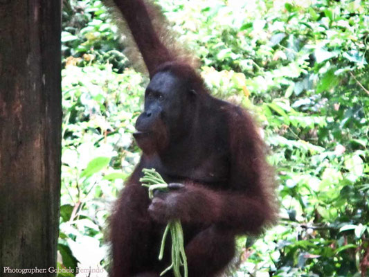 Orangutan Rehabilitation Centre in Sepilok (Photo by Gabriele Ferrando - LA MIA ASIA)