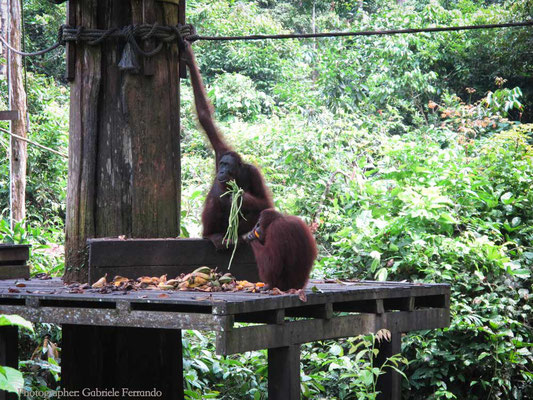 Orangutan Rehabilitation Centre in Sepilok (Photo by Gabriele Ferrando - LA MIA ASIA)