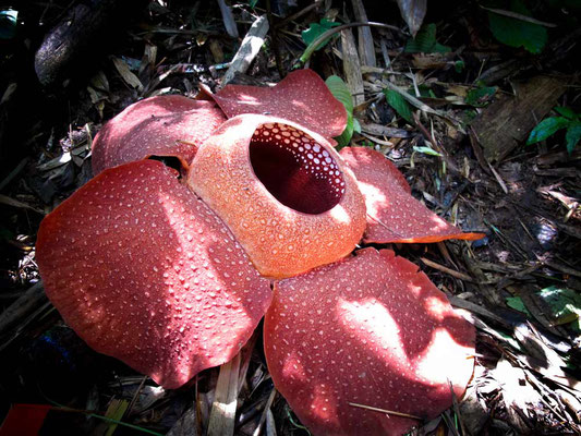 Un'enorme Rafflesia (Photo by Gabriele Ferrando - LA MIA ASIA)