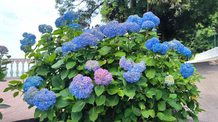 Giardino Botanico di Batumi (photo by Gabriele Ferrando - LA MIA ASIA)