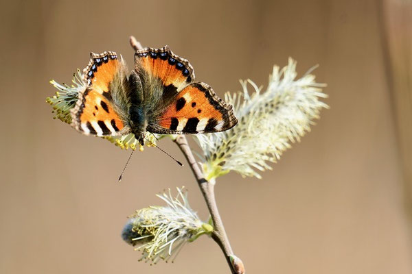 kleiner Fuchs Copyright Friedrich Schauer