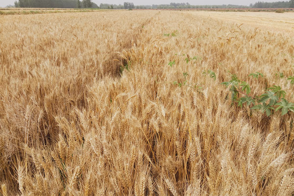Chinese wheat straw... 