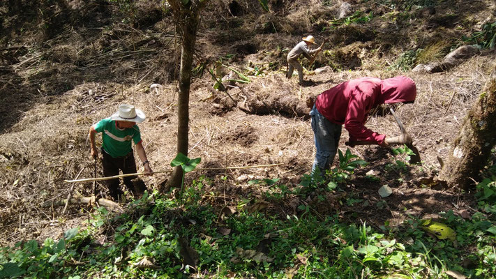 porf fin las plantamos en nov. 2016 / we finally plant the blueberry plants!