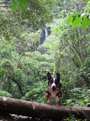 Odila unter dem ersten Wasserfall / abajo de la 1ra cascada...