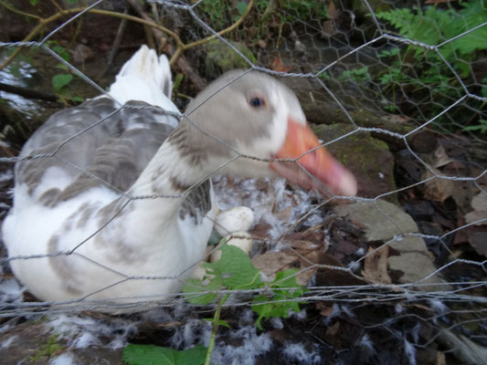 Rebeca is proud of their finally 5 eggs! (5 Eier total, al final puso 5 huevos)