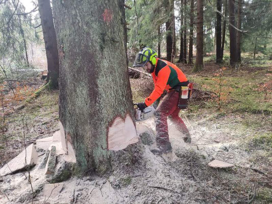 Forstdienstleistungen Baumpflege Moritz Kubin