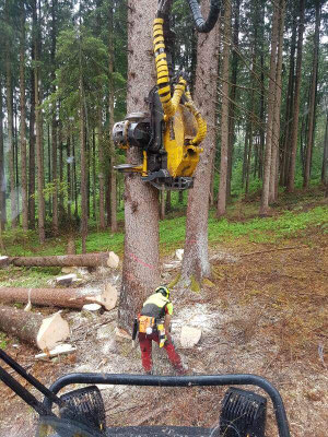 Forstdienstleistungen Baumpflege Moritz Kubin