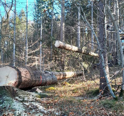 Forstdienstleistungen Baumpflege Moritz Kubin