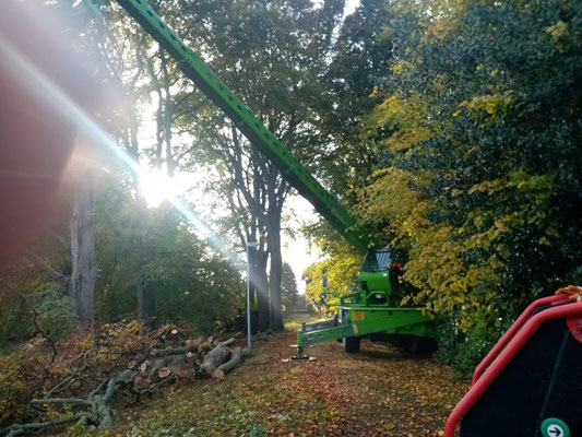 Green crane with extended boom assisting tree removal in Aberdeen woodland, sunlight filtering through the trees.