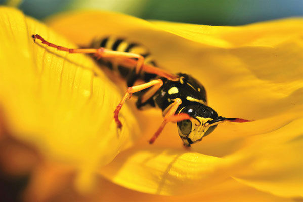 Single wasp perched on a yellow flower.