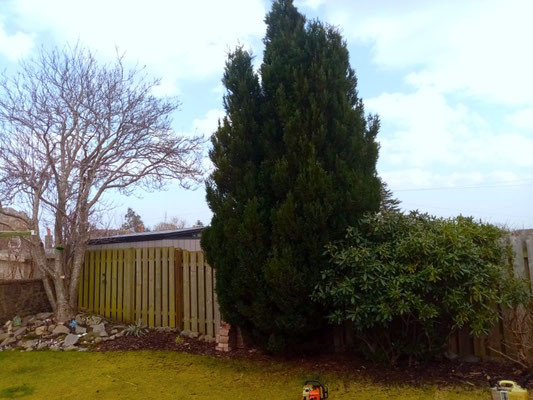 Large Leylandii tree in back garden before removal – professional tree care and garden maintenance