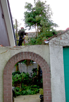 Tree surgeon felling a tree in a back garden, viewed through a stone archway.