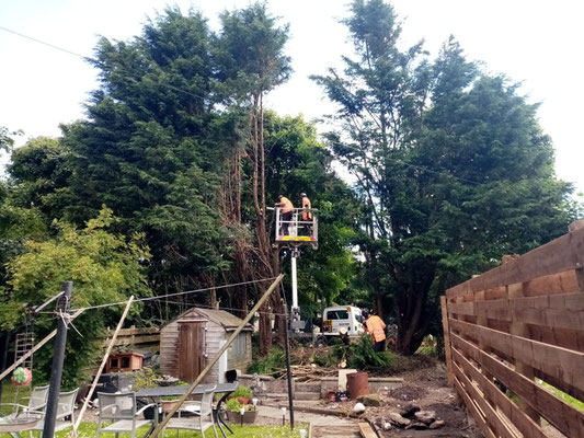 Aberdeen landscape gardeners in cherry picker removing tall Leylandii trees – professional tree care and garden maintenance