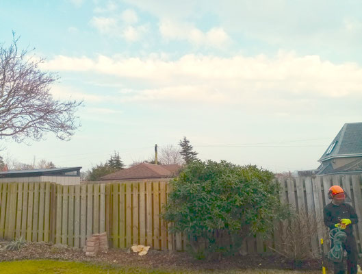 Back garden after large Leylandii tree removal, more light and open space – professional garden tree care