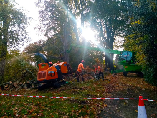 Two workers feeding branches into a wood chipper with a crane operating in the background during large tree removal.