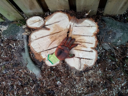 Large tree stump left in back garden after Leylandii removal – professional tree removal service