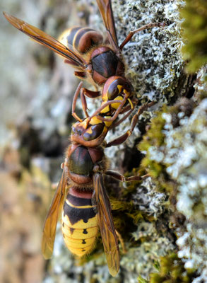 Close-up of two wasps on a surface.