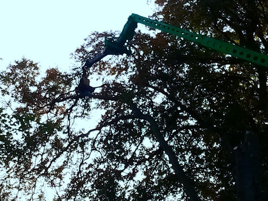 Looking up through tall trees at crane boom during professional tree felling and removal in Aberdeen area.