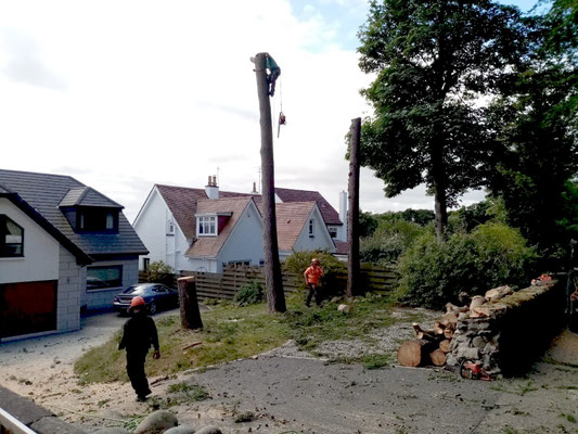 Aberdeen landscape gardener trimming the top of a tall tree with two workers on the ground, residential garden tree care near houses